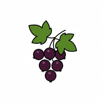 Black Currant