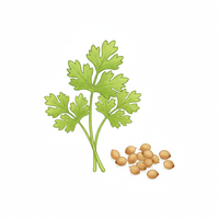 Coriander
