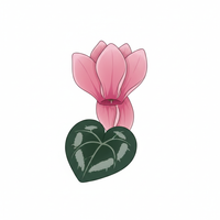 Cyclamen