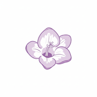 Freesia