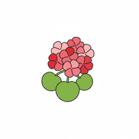 Geranium