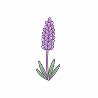 Lavender