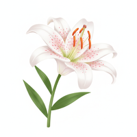 Lily