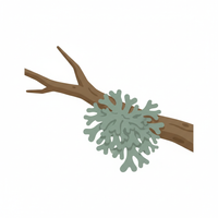 Oakmoss
