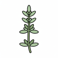 Thyme