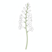 Tuberose