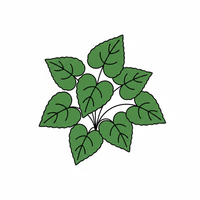 Violet Leaves